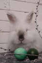 White fluffy rabbit lies. Easter gingerbread. Easter and colorful eggs. Willow twig and wicker basket Royalty Free Stock Photo