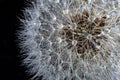 White fluffy round dandelion with rain water drops on a black background, macro. Round head of summer plants Royalty Free Stock Photo