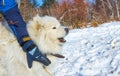 White fluffy Samoyed dog howls. close up portrait Royalty Free Stock Photo