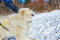 White fluffy Samoyed dog howls. close up portrait Royalty Free Stock Photo