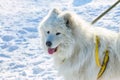 White fluffy Samoyed dog language. close-up portrait Royalty Free Stock Photo