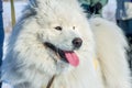 White fluffy Samoyed dog language. close-up portrait Royalty Free Stock Photo