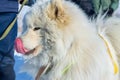 White fluffy Samoyed dog licked. close-up portrait Royalty Free Stock Photo