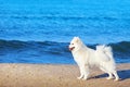 White fluffy Samoyed dog walks along the beach on the background of the stormy sea Royalty Free Stock Photo