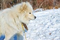 White fluffy Samoyed on a leash. close-up portrait Royalty Free Stock Photo