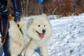 White fluffy Samoyed on a leash. close-up portrait Royalty Free Stock Photo