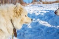 White fluffy Samoyed on a leash. close-up portrait Royalty Free Stock Photo