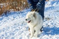 White fluffy Samoyed on a leash. close-up portrait Royalty Free Stock Photo