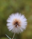 White fluffy seed head of eight thousand seeds of Annual Sow thistle