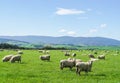 White fluffy sheep herd on green yard at hill in New Zealand for agriculture