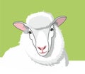 White fluffy sheep with pink ears on a green background