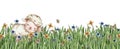 White fluffy sheep sitting in the field of grass with flowers and butterflies. Watercolor hand drawn illustration of farm baby
