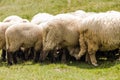 White fluffy sheep staying close together in order to create shadow for their heads, while taking a break from feeding, at noon Royalty Free Stock Photo