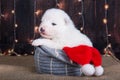 White fluffy small Samoyed puppy dog in a Christmas gift box Royalty Free Stock Photo