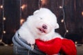 White fluffy small Samoyed puppy dog in a Christmas gift box Royalty Free Stock Photo