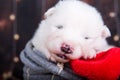 White fluffy small Samoyed puppy dog in a Christmas gift box Royalty Free Stock Photo