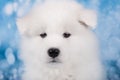 White fluffy small Samoyed puppy dog muzzle close up Royalty Free Stock Photo