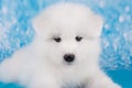 White fluffy small Samoyed puppy dog muzzle close up Royalty Free Stock Photo