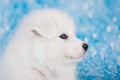 White fluffy small Samoyed puppy dog muzzle close up Royalty Free Stock Photo