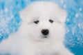 White fluffy small Samoyed puppy dog muzzle close up Royalty Free Stock Photo