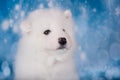 White fluffy small Samoyed puppy dog muzzle close up Royalty Free Stock Photo