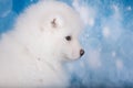 White fluffy small Samoyed puppy dog muzzle close up Royalty Free Stock Photo