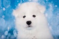 White fluffy small Samoyed puppy dog muzzle close up Royalty Free Stock Photo