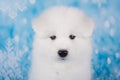 White fluffy small Samoyed puppy dog muzzle close up Royalty Free Stock Photo