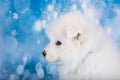 White fluffy small Samoyed puppy dog muzzle profile close up Royalty Free Stock Photo