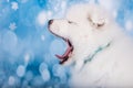 White fluffy small Samoyed puppy dog muzzle profile close up Royalty Free Stock Photo