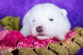 White fluffy small Samoyed puppy dog in a Christmas gift box Royalty Free Stock Photo
