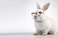 White fluffy smart rabbit with long ears wearing glasses on light background, Generative AI, generative artificial intelligence