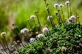 White fluffy Wildflowers