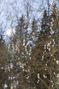 White fluffy willow buds in early spring Royalty Free Stock Photo