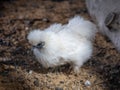 A white, fluffy chicken in a closeup photo. Royalty Free Stock Photo