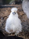 A white, fluffy chicken in a closeup photo. Royalty Free Stock Photo