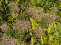 White fluffy clematis flammula seed heads Royalty Free Stock Photo