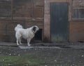 White flufy watchdog dog on chain standing in the yard of wooden shabby house. Muted color, vinage look