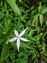 white fluviatilis isotope marsh flower