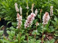 Persicaria affinis `Donald Lowndes` Royalty Free Stock Photo