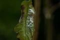 white fly attack on tomato leaves in a plantation Royalty Free Stock Photo