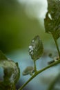 white fly attack on tomato leaves in a plantation Royalty Free Stock Photo