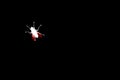 White fly with red wings silhouette on black background isolated closeup, bloodsucking diptera insect macro illustration, pest bug Royalty Free Stock Photo
