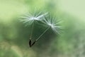 White flying dandelion fluffs on a blurry green background