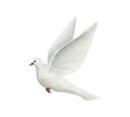 White flying dove of peace watercolor illustration. Hand drawn pigeon bird in realistic simple style