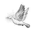 White flying pigeon with olive branch and rays, line sketch. , faith and religious symbol, vector illustration.