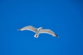 White flying seagull against blue cloudless sky Royalty Free Stock Photo