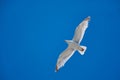 White flying seagull against deep blue cloudless sky Royalty Free Stock Photo