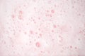 White foam bubbles texture on pink pastel background, copy space, banner for loundry, cleaning service, bathroom concept, clean, Royalty Free Stock Photo