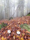 White fog cap mushrooms grow inorange beech leaves. Foggy fall forest